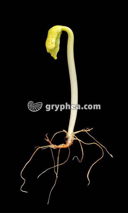 Haricot (Phaseolus vulgaris) - Germination (7ème jour) - gryphea.org